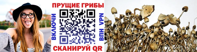 Галлюциногенные грибы Psilocybe  Купить закладки  Оса 
