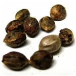 Семена марихуаны АК-47  (Seeds AK-47) в Осе